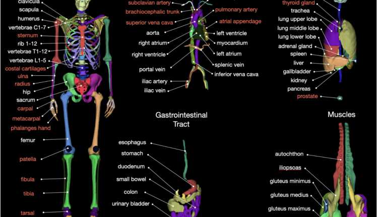 University Hospital of Basel Unveils TotalSegmentator: A Deep Learning ...